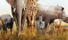 你的性格最像哪个动物？测测看吧