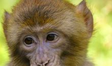 属猴AB血型的人性格与事业姻缘 分析生肖与血型关系