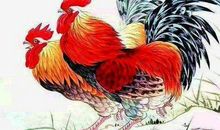 生肖鸡：大喜将到！赶快接起来！