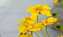 元旦开始贵人相助，运势不俗，吉星高照，财运大爆发的3大生肖