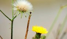 来年时来运转，财运亨通，事业如日中天，生活乐无忧的3大生肖