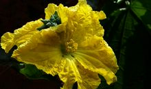 未来俩月大喜临门，好运连连，财神爷登门造访，财气聚集的四属相