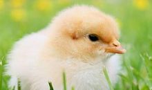 鸡年宝宝几月出生好