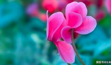 3月底情火复燃，执着旧爱，再次动情，非你不可的三大生肖