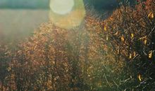 壁上土命女人适合佩戴什么，粉晶，粉碧玺等