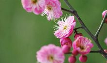 运势一帆风顺！3个生肖，11月中旬财运攀升，苦尽甘来