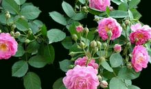 这3生肖女，天生菩萨心肠，招财旺夫越善良就越有福！