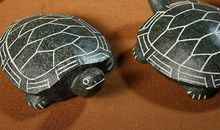 乌龟风水作用是怎样 安家化煞