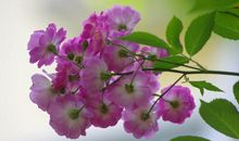 11月22号吉星庇佑，喜鹊登门送喜，财运和贵人运齐佳的四属相