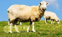 属羊女孩哪个时辰出生最好