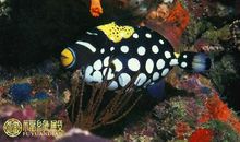 客厅风水鱼有何摆放禁忌？