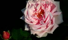 11月20号财运高飞，事业起跳，有鱼跃龙门之势，诸事顺利的四属相