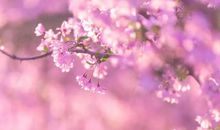 下周吉星高照，贵人不请自来，5月底不得了，6月初了不得，事事如意三属相