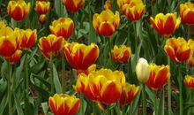 生肖属龙的女人2020年事业运，事业动荡不安，工作出现较大变动