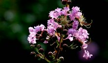 11月20号起财运滔天，马到成功，身边贵人出现，吉星相伴的四属相