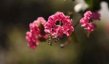 喜鹊进门叫，明天哈哈笑！3生肖贵人找进门，大运如雨下，5月喜事红透半边天