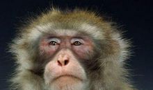 三月喜事接二连三，有望中头奖，全家福禄双全的四生肖