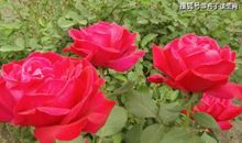 越得不到的越想要，总感觉别人妻子最好的男人，就是这个生肖