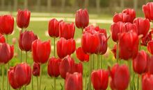 生肖属蛇的女人2020年事业运，事业有所突破，被调任可能性较大