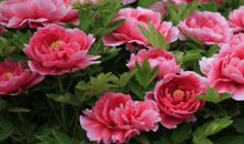 7天之后运势走上坡，4属相财运猛涨，生意兴隆，生活顺利