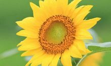 很会“持家”的3大生肖女，贤惠又忠贞，男人遇到要珍惜！