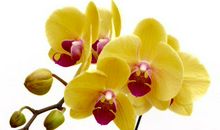 这生肖女好比家中福星，对她越好，财运越旺，财源不断，一生富贵