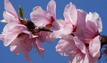 算命师说：几个生肖的女生，总是无私为家付出，遇到一定要珍惜