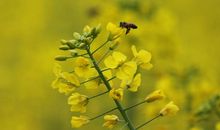 生肖属虎的男人2020年贵人运，孤辰煞出现，对男命破坏严重