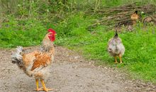 一生贫穷的生肖属相