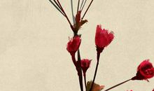 2020鼠年４月生肖属虎人的运势好吗，与性格相关事在人为