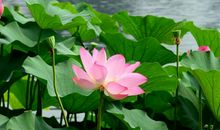 最近10天，大喜临门，出门撞横财，收入翻番涨的3属相