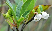 指迷居士生肖兔阴历运气算命咨询：2023年阴历八月十八日运气预测