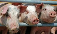 属狗男生和属猪女生是天生一对吗？