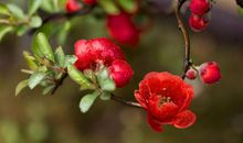 在2月份，爱情归位，满心欢喜，真情流露的三大星座