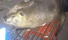 2008年属鼠的人2021年运势 14岁佩戴什么吉祥物好