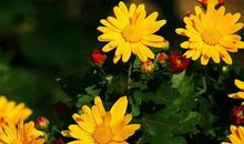 2020年2月有偏财运的生肖，属兔人运势最佳，能够找到发财门路