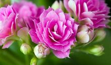 19年最后2月，财运大旺，横财满堂喜，金银滚滚到的三生肖