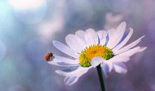 在2月份，披荆斩棘，扬眉吐气，容光焕发的四大星座