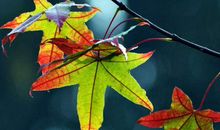 有这生肖女在家中坐镇，钱财不断，富贵满堂，日子不愁越来越有钱