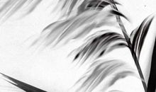 1983年生的37岁生肖猪人2020年运势好吗，吉星高照，事业爱情双丰收