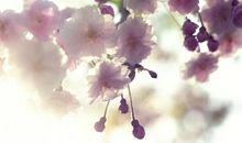 十二生肖1月30日提前播报：生肖牛太过平淡，生肖羊突发状况