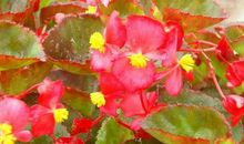 最好命的三大生肖女，贵人相助生活经验丰富，家庭幸福做事明智