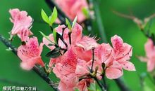 惹不起的四生肖，12月25号开始常有意外的惊喜，金钱收入涨不停!