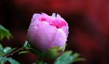 2月份中，富贵亨通，运势喜人，苦尽甘来的四大生肖