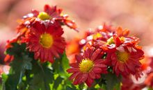 星盘看未来老公颜值，第七宫在白羊座未来老公心思单纯直接