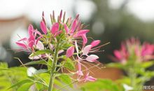 鼠年起，生意兴隆，大吉大利，风生水起的4大生肖