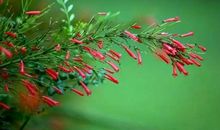 鼻相算命：富贵双全，福气满满的鼻子