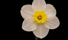 下半年时间内，缘分与桃花一顾倾城，真爱闻讯赶来的3大生肖！