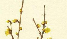 2020年5月9号四月十七生的女孩是什么命，起什么名字有气质