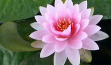 下周生肖运势榜（2019.12.30--2020.1.5）